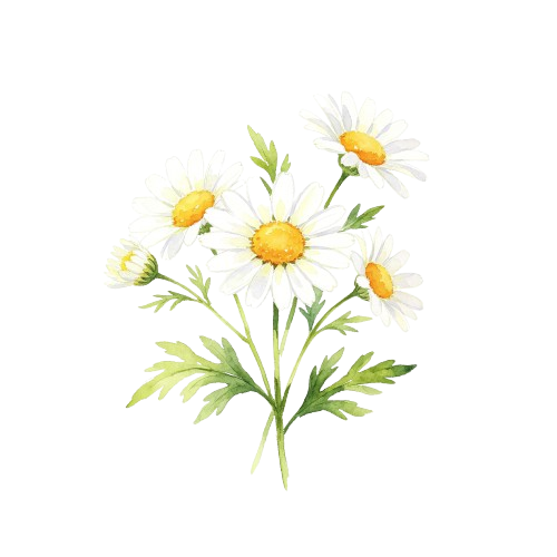 chamomile