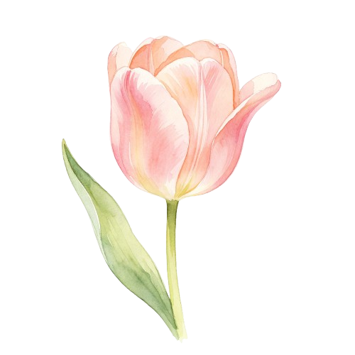 pink-tulip